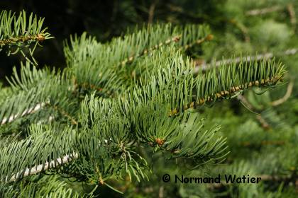 �pines d'un sapin argent� - Abies concolor