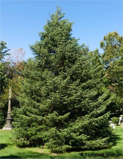 Photo d'un Sapin argent� - Abies concolor