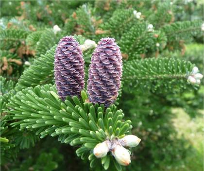 �pines et c�nes d'un sapin de Cor�e - Abies koreana