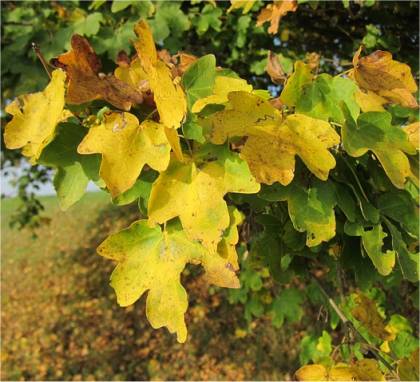 Photo d'érable champêtre - Acer campestre