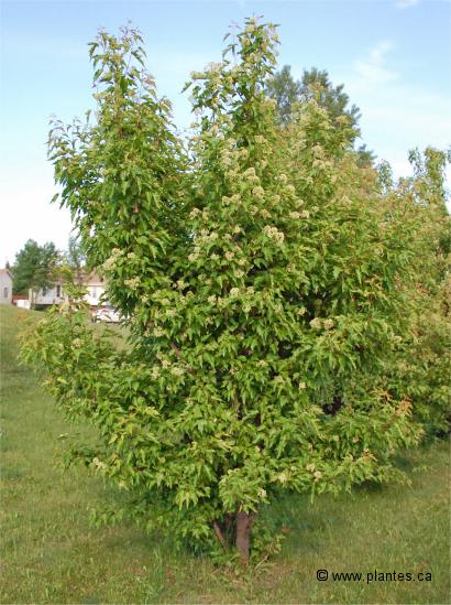 Photo d'�rable de l'Amur - Acer ginnala