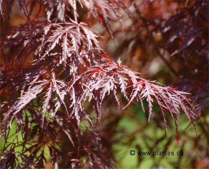 Photo des feuilles d'un érable du japon - Acer palmatum 'Crimson Queen'