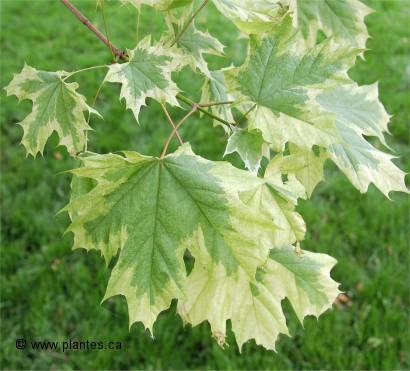 Photo des feuilles d'un �rable arlequin - Acer platanoides drummondii
