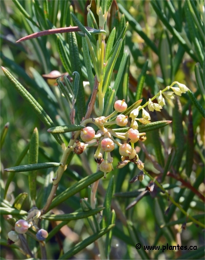 Photo d'Androm�de � feuilles de polium - Andromeda polifolia