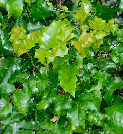 Feuilles de Mahonia faux houx- Berberis aquifolium