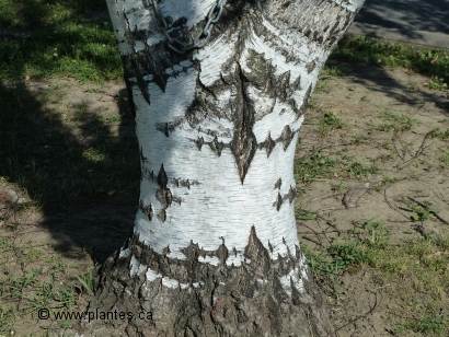 Photo de l'�corce d'un bouleau pleureur � feuilles lacini�es - Betula pendula laciniata