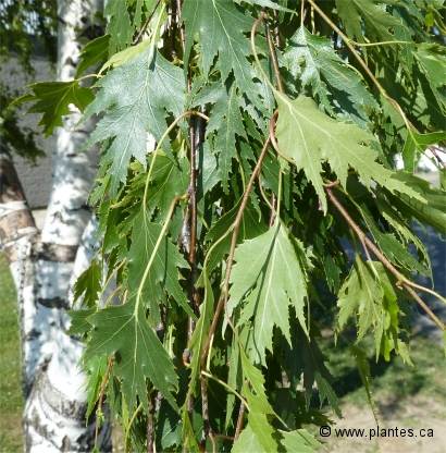 Photo des feuilles du bouleau pleureur � feuilles lacini�es - Betula pendula laciniata