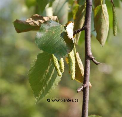 Photo des feuilles du bouleau à papier
