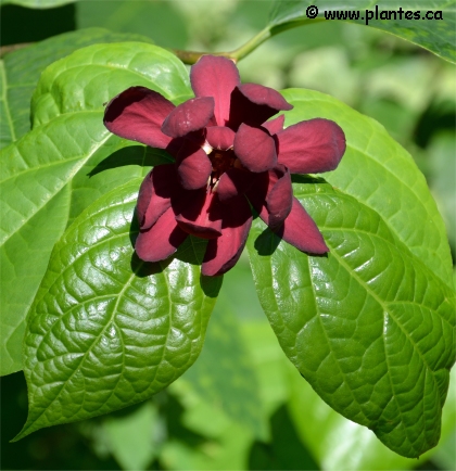 Photo d'un Arbre aux an�mones - Calycanthus x raulstonii