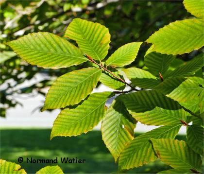 Photo des feuilles du charme d'Amérique - Carpinus caroliniana