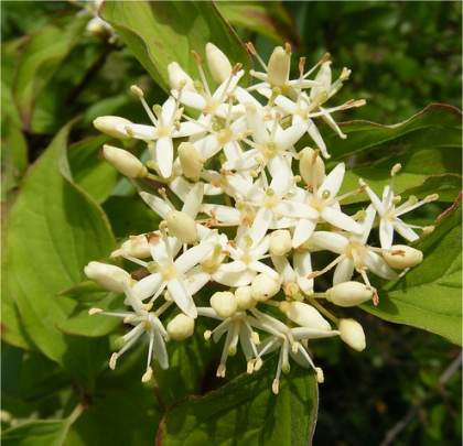 Photo des fleurs de cornouiller sanguin - Cornus sanguinea