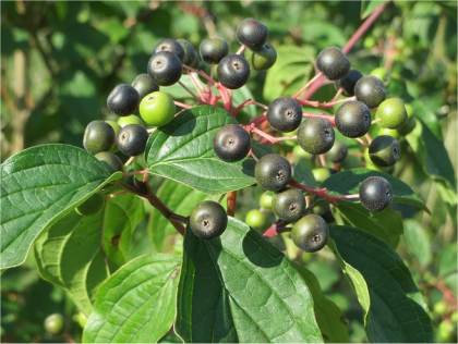 Photo des fruits de Cornouiller sanguin - Cornus sanguinea