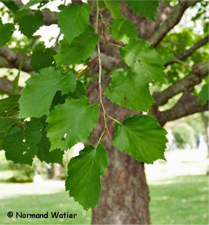 Photo du feuillage de Noisetier de Byzance - Corylus colurna
