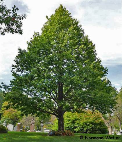 Photo de Noisetier de Byzance - Corylus colurna