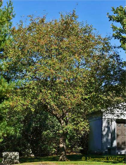 Aub�pine ergot de coq - Crataegus crus-galli