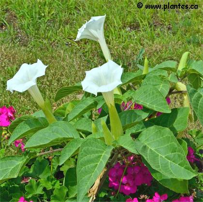 Photo de fleurs de M�tel - Datura metel
