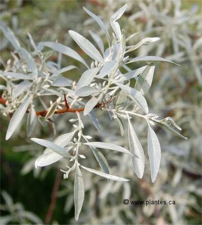 Feuilles d'olivier de bohême - Elaeagnus angustifolia
