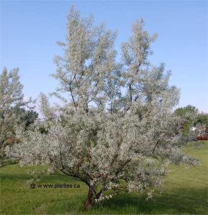 Photo d'un Olivier de Bohême - Elaeagnus angustifolia