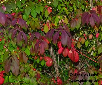 Photo du feuillage d'un Fusain ail� - Euonymus alatus