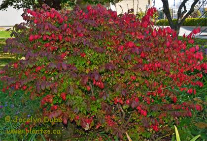 Photo d'un Fusain ail� - Euonymus alatus