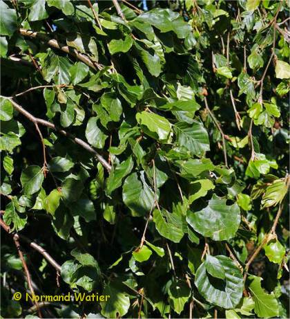 Feuillage du hêtre Européen - Fagus sylvatica