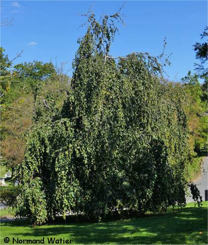 Hêtre d'Europe - Fagus sylvatica