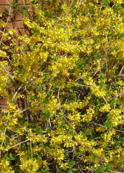 Forsythia précoce - Forsythia ovata