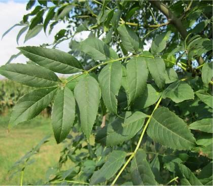 Photo des feuilles du Fr�ne commun