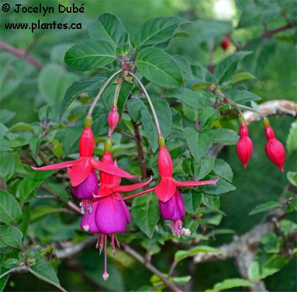 Fuchsia hybrides - Fuchsia x hybrida