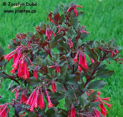 Fuchsia sur tige - Fuchsia x hybrida