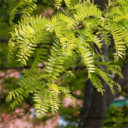 Photo des feuilles de févier inerme 'Sunburst' - Gleditsia triacanthos inermis 'Sunburst'