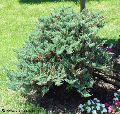 Photo d'un Gen�vrier sabine 'Blue danude' - Juniperus sabina