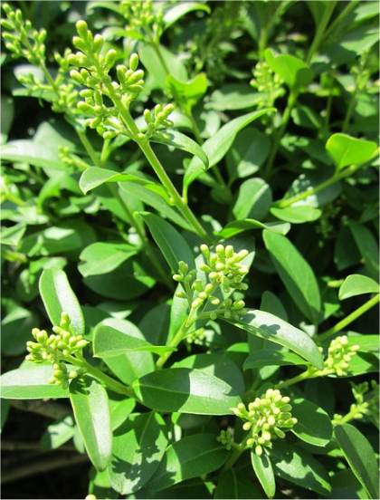 Photo de Troène commun - Ligustrum vulgare