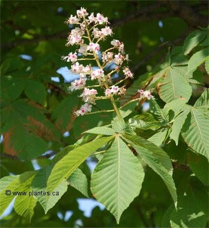 Photo des fleurs et feuilles du marronnier d'inde - Aesculus hippocastanum