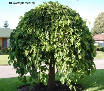 Photo de mûrier pleureur - Morus alba pendula
