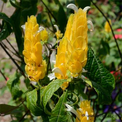 Photo de Panache d'officier - Pachystachys lutea
