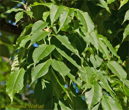 Photo du feuillage d'arbre au li�ge de l'amour - Phellodendron amurense