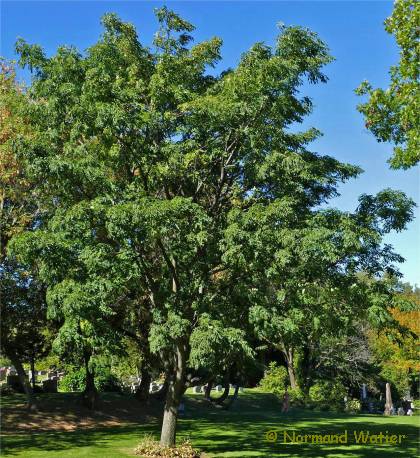 Photo d'un Arbre au li�ge de l'amour - Phellodendron amurense