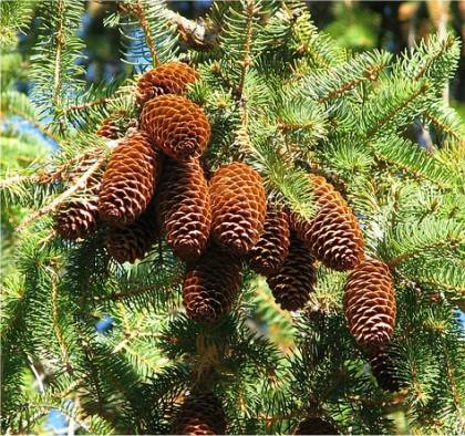 Photo d'une �pinette de Norv�ge - Picea abies