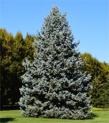 Photo d'épinette bleue du colorado - Picea pungens glauca