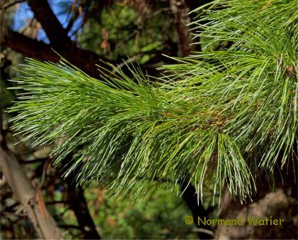 Photo du feuillage de pin cembro - Pinus cembra