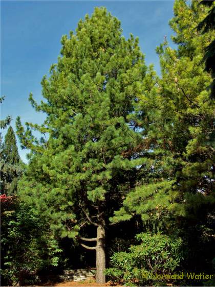 Photo d'un Pin cembro - Pinus cembra