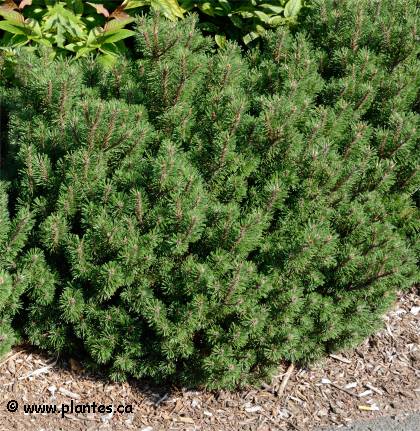 Photo d'un Pin de montagne - Pinus mugo