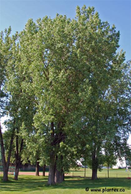 Photo de Peuplier deltoïde - Populus deltoides