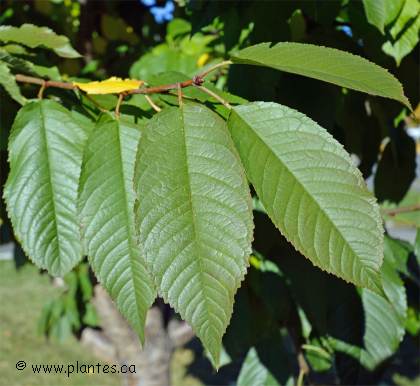 Photo des feuilles du merisier des oiseaux - Prunus avium