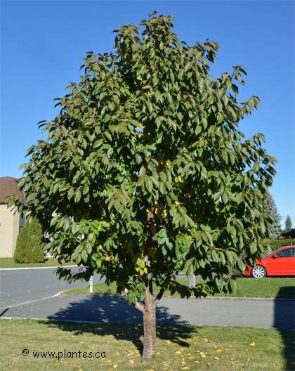 Photo d'un merisier des oiseaux - Prunus avium