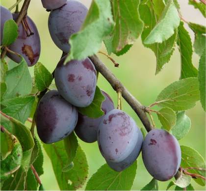 Photo de prunier domestique - Prunus domestica