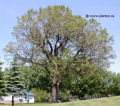 Photo de Chêne blanc d'Amérique - Quercus alba