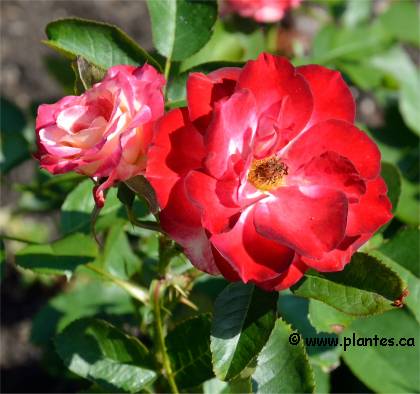 Photo de Rosier arbustif - Rosa