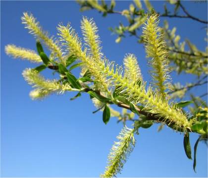 Photo de chatons du saule blanc - Salix alba